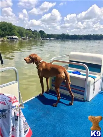 Vizsla stud dog: a vizsla dog on a boat