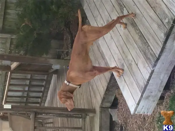 Vizsla stud dog: a person with no shirt
