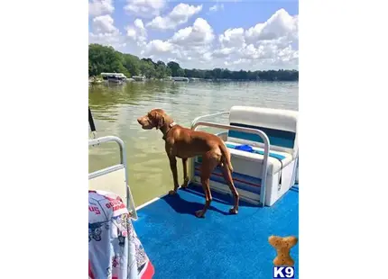 Vizsla stud dog: a vizsla dog on a boat