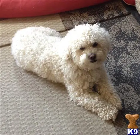 Poodle stud dog: a poodle dog lying on a rug