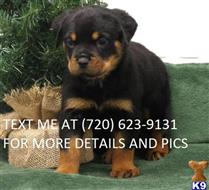 rottweiler puppy posted by ruthtaylor2
