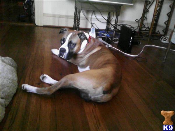 Boxer dog