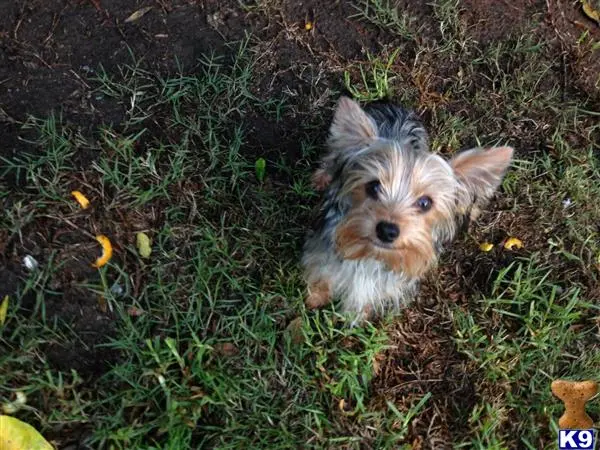 Yorkshire Terrier stud dog