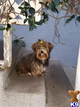 Yorkshire Terrier puppy for sale