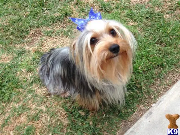 Yorkshire Terrier stud dog