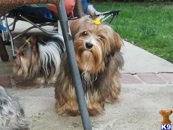 Yorkshire Terrier puppy for sale