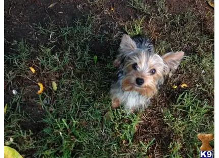 Yorkshire Terrier