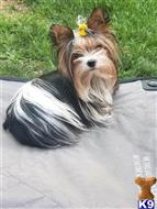 yorkshire terrier puppy posted by rvera