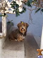 yorkshire terrier puppy posted by rvera