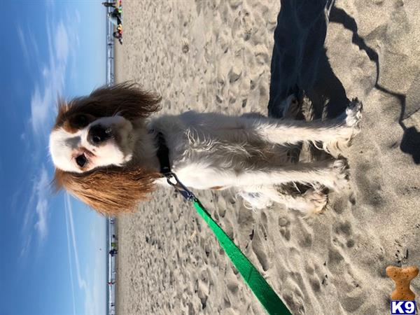 a cavalier king charles spaniel dog on a leash