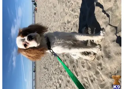 Cavalier King Charles Spaniel