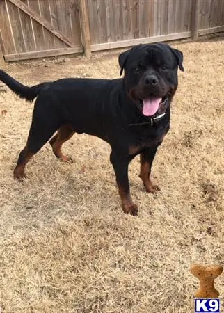 Rottweiler stud dog