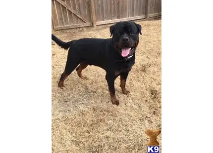 Rottweiler