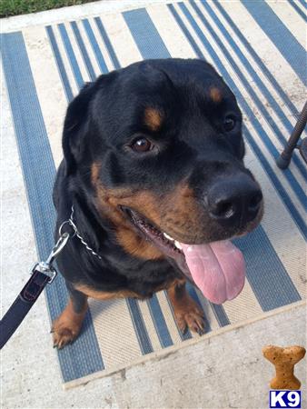 Rottweiler stud dog