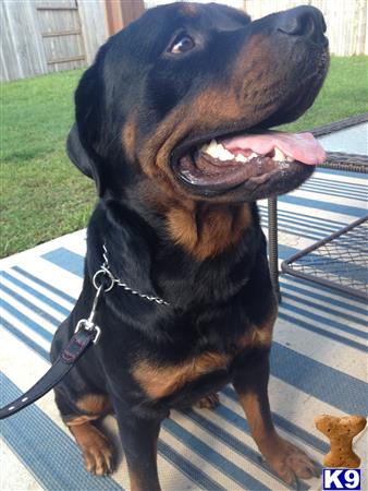 Rottweiler stud dog