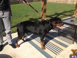 Rottweiler stud dog: Black and tan Rottweiler standing on a patio with grass