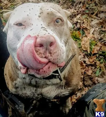 American Pit Bull stud dog: a cow with its mouth open