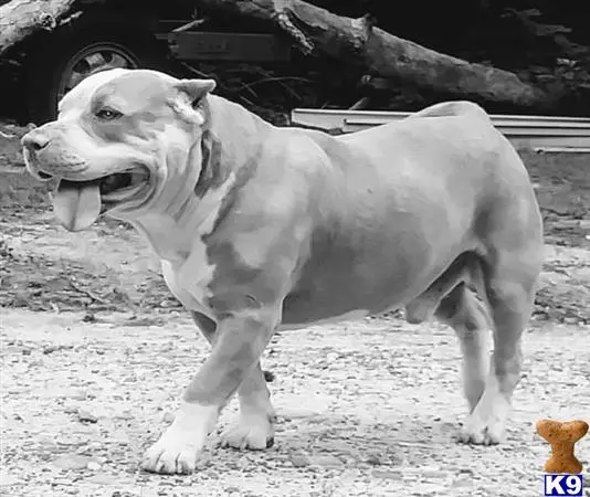 American Pit Bull stud dog: a american pit bull dog with its mouth open