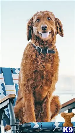Goldendoodles stud dog: a goldendoodles dog sitting on a chair