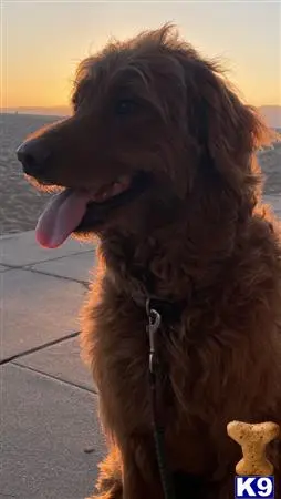Goldendoodles stud dog: a goldendoodles dog with its tongue out