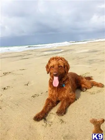 Goldendoodles stud dog: a goldendoodles dog lying on the beach