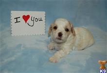 maltipoo puppy posted by ryanemoates