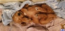 maltipoo puppy posted by ryanemoates