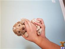 maltipoo puppy posted by ryanemoates