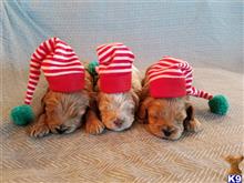 maltipoo puppy posted by ryanemoates