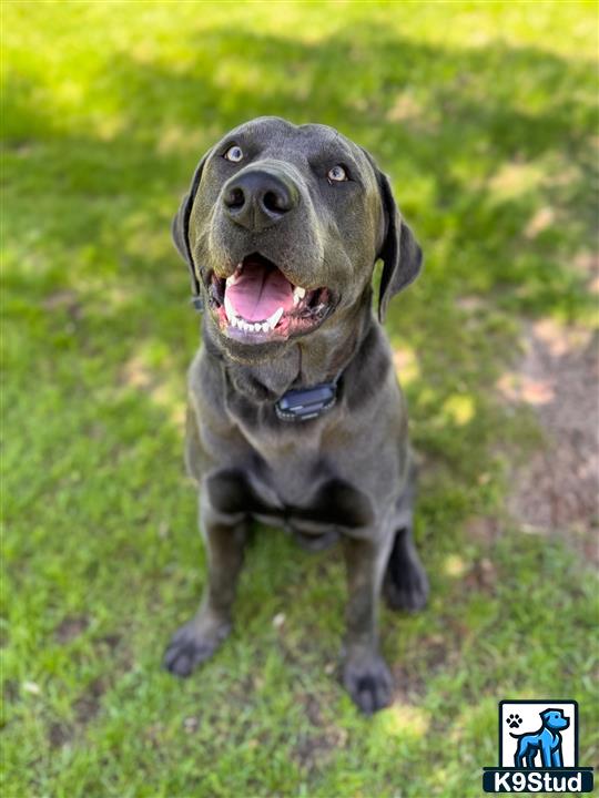 a labrador retriever dog running in the grass