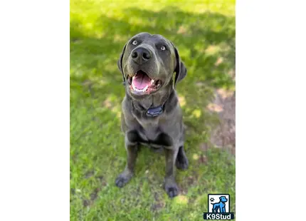 a labrador retriever dog running in the grass