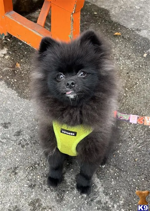 Pomeranian stud dog