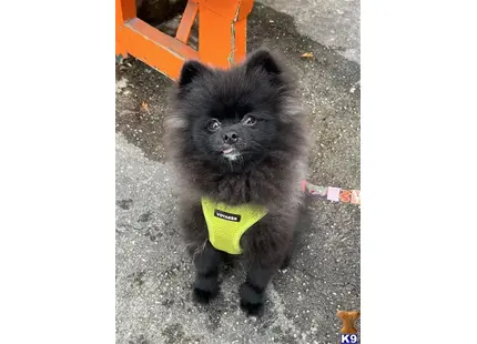 Pomeranian