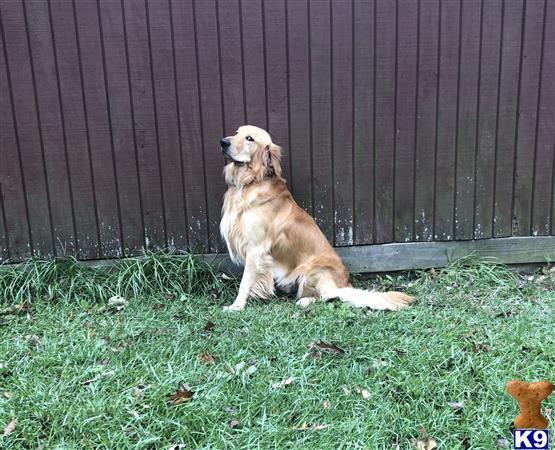 Golden Retriever stud dog