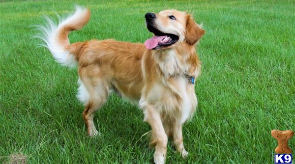 Golden Retriever stud dog