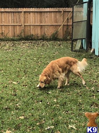 Golden Retriever stud dog