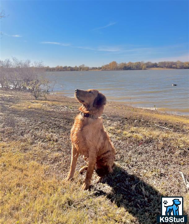 a golden retriever dog sitting on a grassy hill with a body of water in the background