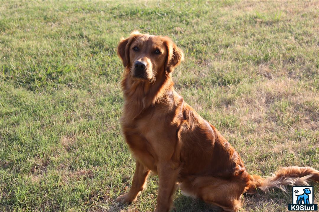 a golden retriever dog sitting in the grass
