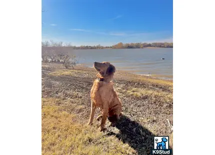 a golden retriever dog sitting on a grassy hill with a body of water in the background