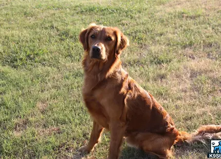 a golden retriever dog sitting in the grass