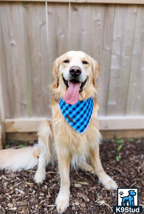 a golden retriever dog wearing a scarf