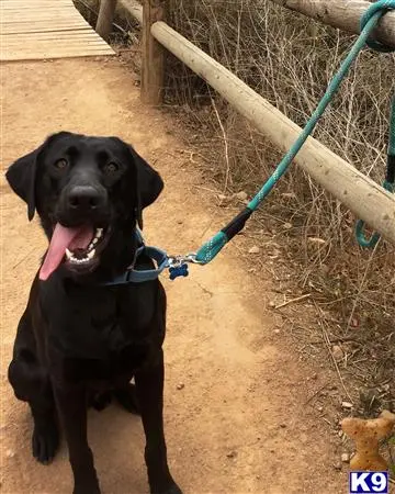 Labrador Retriever stud dog