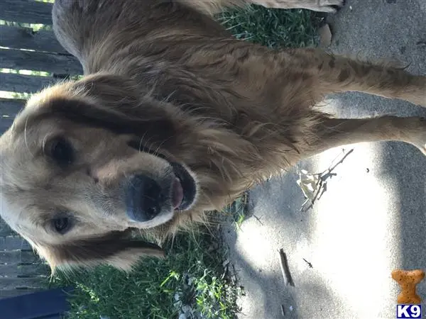 Golden Retriever stud dog