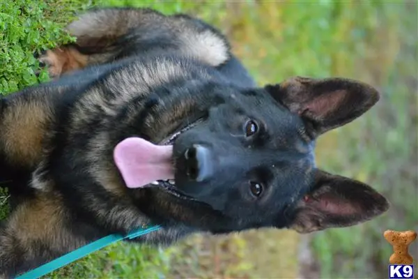 German Shepherd stud dog