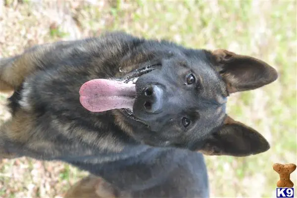 German Shepherd stud dog