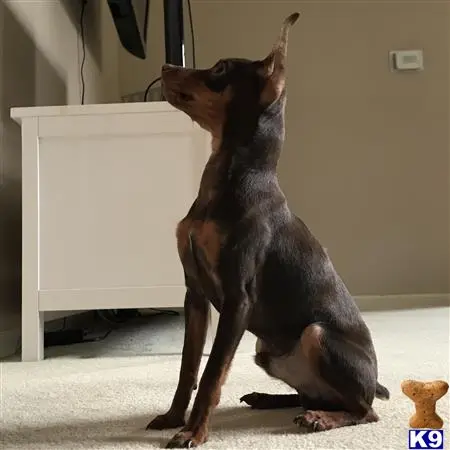 Miniature Pinscher stud dog