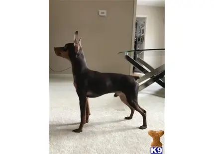 Miniature Pinscher