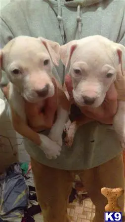 American Staffordshire Terrier puppy for sale