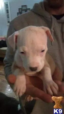 American Staffordshire Terrier puppy for sale