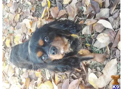 Cavalier King Charles Spaniel